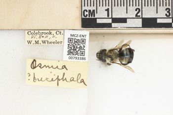 Media type: image;   Entomology 793386 Aspect: Labels
